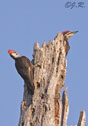 Dryocopus pileatus